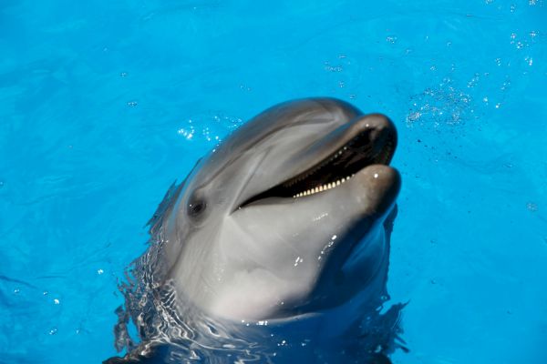 A dolphin is partially submerged in clear blue water, with its head above the surface and mouth slightly open.