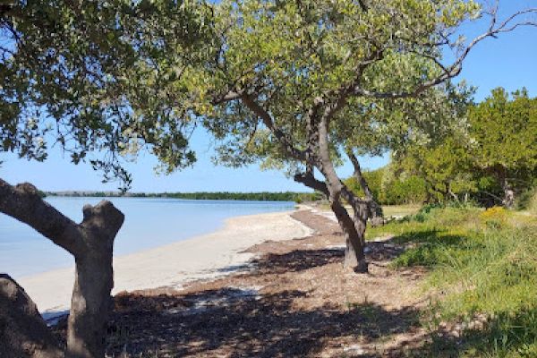 A serene beach scene with trees and clear blue skies along a sandy shore, creating a peaceful coastal ambiance.