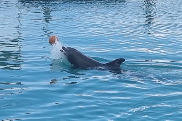 A dolphin is swimming in the water, playing with a ball.