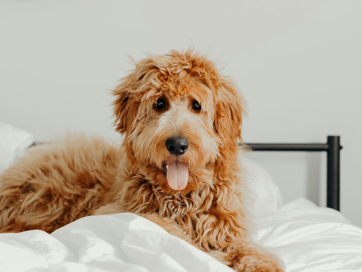 A fluffy dog with its tongue out is sitting on a white bed, surrounded by minimal decor and a woven wall ornament in the background.