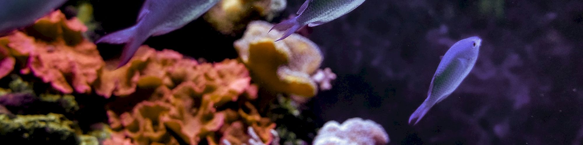 The image shows a group of small fish swimming near colorful coral in an aquarium setting.